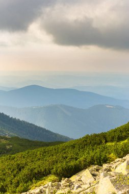 Sis ve bulutlar yağmur sonra Alpleri'nde köknar ağacı ormanda