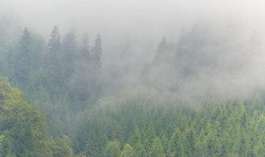Sis ve bulutlar köknar ağacı ormanda bahar Alpleri'nde