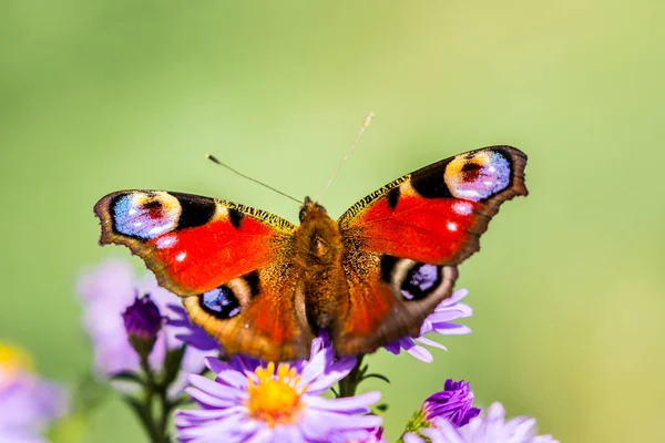 Kleurrijke Vlinder Paring Spelen Een Weide Een Heldere Dag Herfst — Stockfoto