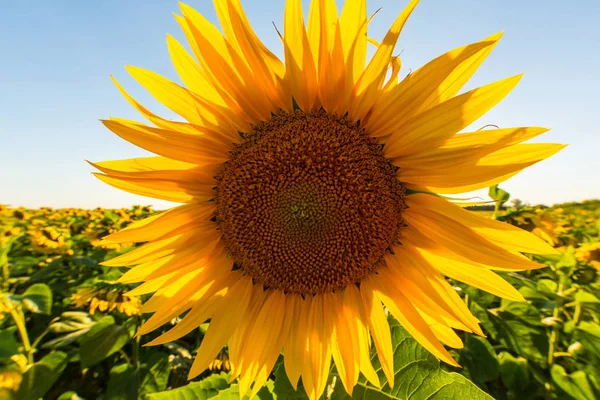 Ladybug insect walking on sunflower petal, profiled on bright sunset light in summer