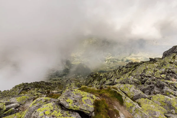 Mist Wolken Fir Tree Forest Alpen Regen — Stockfoto