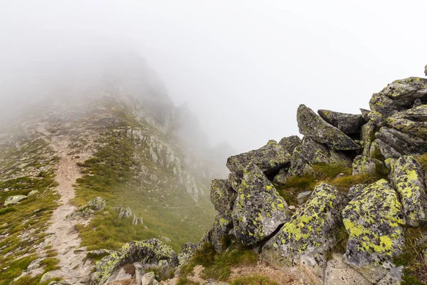 Sis ve bulutlar yağmur sonra Alpleri'nde köknar ağacı ormanda