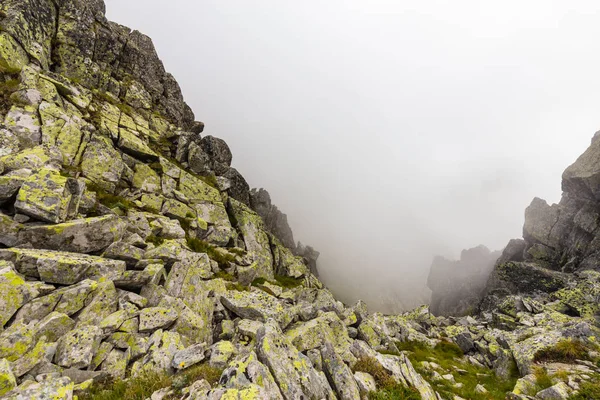 Niebla Nubes Bosque Abetos Los Alpes Después Lluvia — Foto de Stock