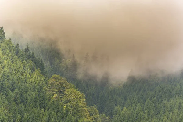 雾和云杉木树林在阿尔卑斯山的春天 — 图库照片
