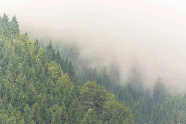 Sis ve bulutlar köknar ağacı ormanda bahar Alpleri'nde — Stok fotoğraf