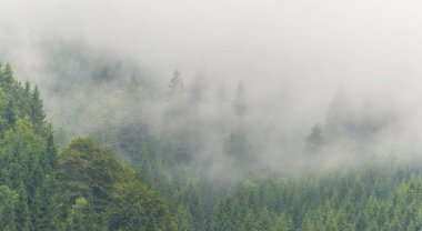 Sis ve bulutlar köknar ağacı ormanda bahar Alpleri'nde