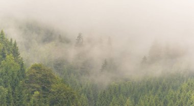 Sis ve bulutlar köknar ağacı ormanda bahar Alpleri'nde
