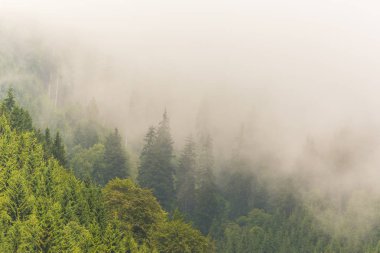 Sis ve bulutlar köknar ağacı ormanda bahar Alpleri'nde