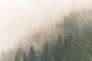 Sis ve bulutlar köknar ağacı ormanda bahar Alpleri'nde