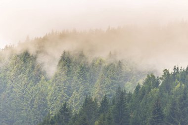 Sis ve bulutlar köknar ağacı ormanda bahar Alpleri'nde