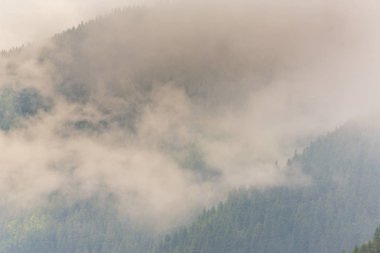 Sis ve bulutlar köknar ağacı orman Alp Dağları'nda