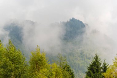 Sis ve bulutlar köknar ağacı orman Alp Dağları'nda