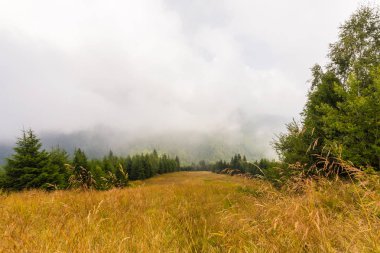 Sis ve bulutlar köknar ağacı orman Alp Dağları'nda