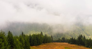 Sis ve bulutlar köknar ağacı orman Alp Dağları'nda