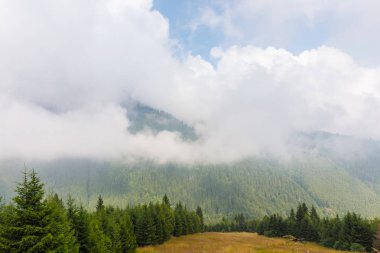 Sis ve bulutlar köknar ağacı orman Alp Dağları'nda