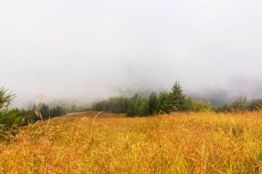 Sis ve bulutlar köknar ağacı ormanda bahar Alpleri'nde