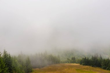 Sis ve bulutlar köknar ağacı ormanda bahar Alpleri'nde