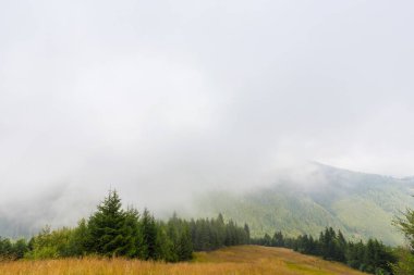 Sis ve bulutlar köknar ağacı ormanda bahar Alpleri'nde