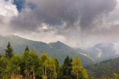 Sis ve bulutlar köknar ağacı ormanda bahar Alpleri'nde