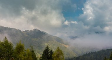Sis ve bulutlar köknar ağacı ormanda bahar Alpleri'nde
