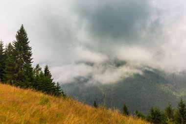 Sis ve bulutlar yağmur sonra Alpleri'nde köknar ağacı ormanda