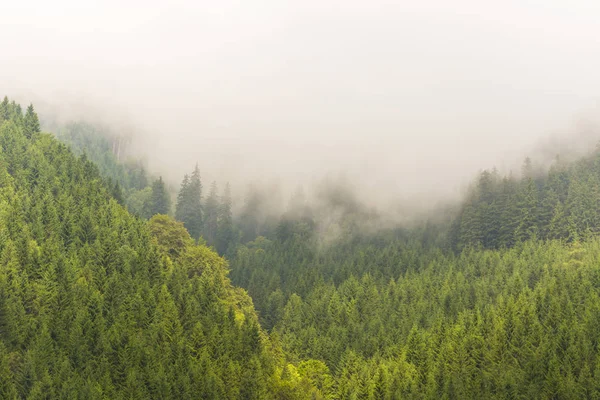 Sis ve bulutlar köknar ağacı ormanda bahar Alpleri'nde