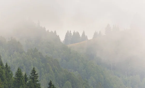 Niebla y nubes en el bosque de abetos en los Alpes en primavera — Foto de Stock