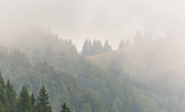 Mist and clouds in fir tree forest in the Alps in spring