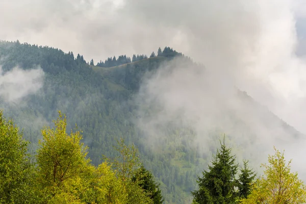 Niebla y nubes en el bosque de abetos en los Alpes — Foto de Stock