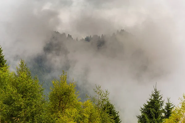 Sis ve bulutlar köknar ağacı orman Alp Dağları'nda — Stok fotoğraf