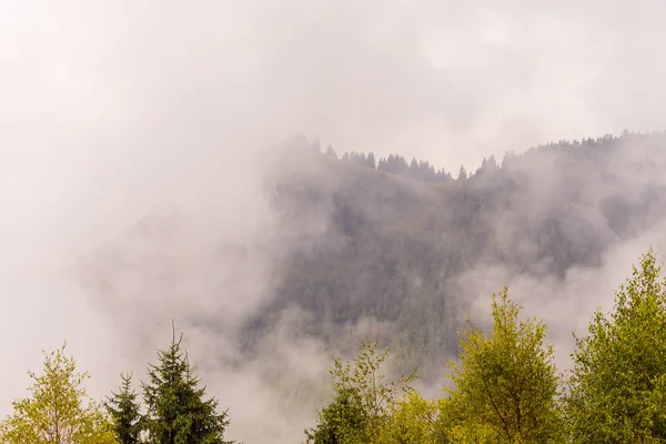 Niebla y nubes en el bosque de abetos en los Alpes — Foto de Stock