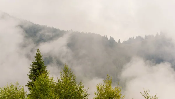 Sis ve bulutlar köknar ağacı orman Alp Dağları'nda — Stok fotoğraf