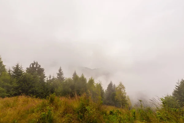 Nebel und Wolken im Tannenwald in den Alpen — Stockfoto