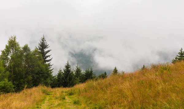 雾和云杉木树森林中的阿尔卑斯山 — 图库照片