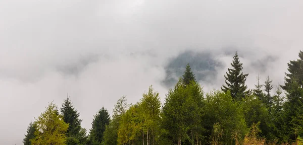 雾和云杉木树森林中的阿尔卑斯山 — 图库照片