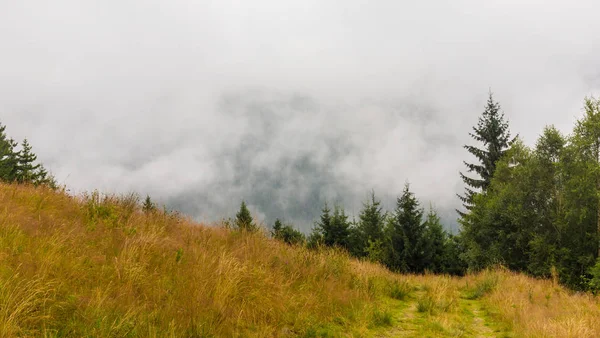 Brume et nuages dans la forêt de sapins dans les Alpes — Photo