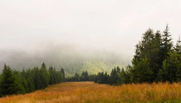 Brume et nuages dans la forêt de sapins dans les Alpes — Photo