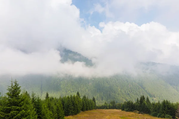 Sis ve bulutlar köknar ağacı orman Alp Dağları'nda — Stok fotoğraf