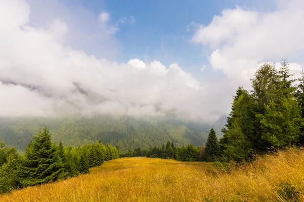 Mlhy a mraky v lese strom jedle v Alpách na jaře — Stock fotografie