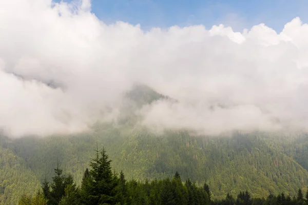 Niebla y nubes en el bosque de abetos en los Alpes en primavera — Foto de Stock