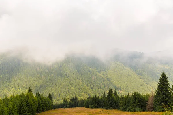 Niebla y nubes en el bosque de abetos en los Alpes en primavera — Foto de Stock