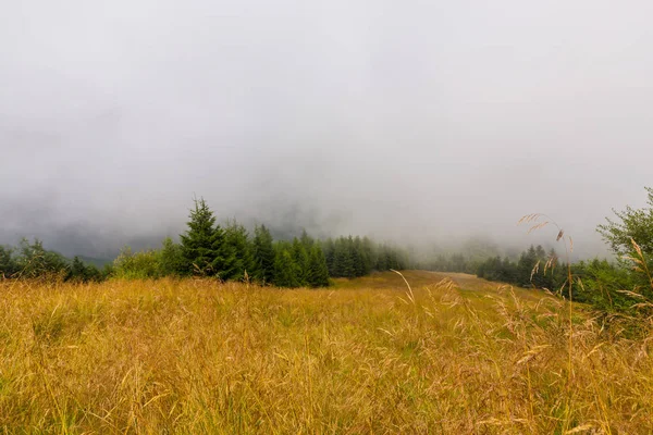 Brume et nuages dans la forêt de sapins dans les Alpes au printemps — Photo