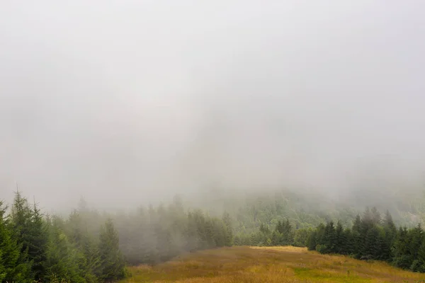 Nebbia e nuvole nella foresta di abeti delle Alpi in primavera — Foto Stock