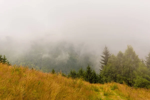 Névoa e nuvens na floresta de abetos nos Alpes na primavera — Fotografia de Stock