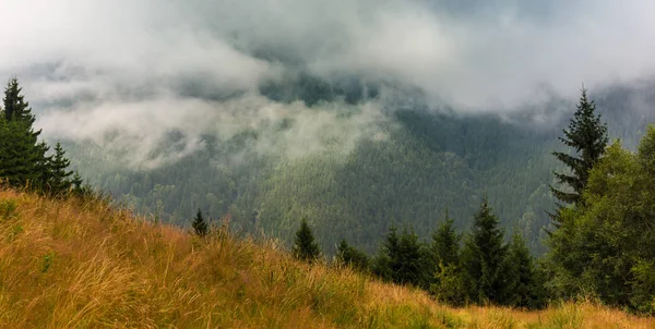 雾和云杉木树林在阿尔卑斯山的春天 — 图库照片