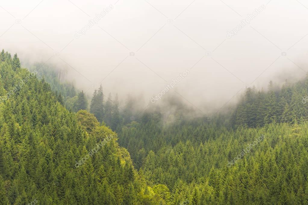 Mist and clouds in fir tree forest in the Alps in spring