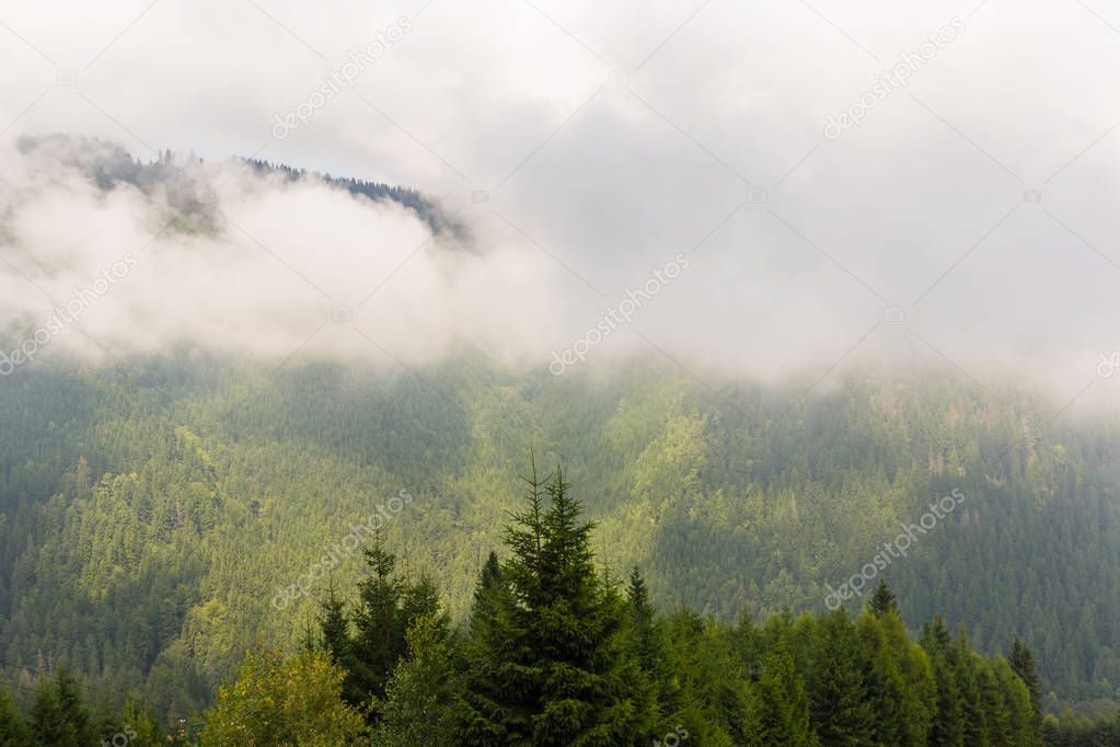 Mist and clouds in fir tree forest in the Alps in spring