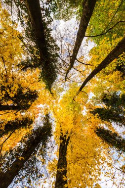 Vibrant autumn foliage in a countryside forest in Romania