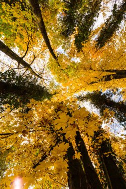 Vibrant autumn foliage in a countryside forest in Romania