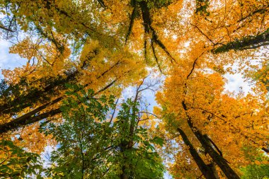 Vibrant autumn foliage in a countryside forest in Romania